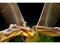 鳥言鳥語鳥故事-飛羽生態攝影學　范慧玲桃園分享