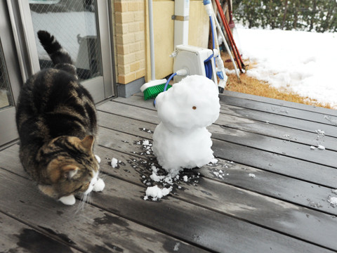 纸箱猫maru 吃掉雪人先生 落荒而逃