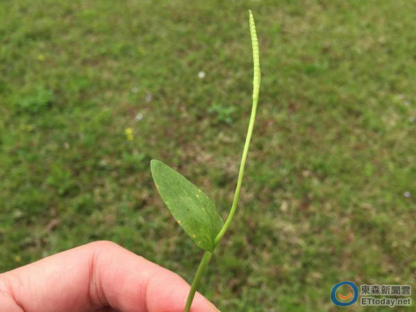 俗称「草王」的一叶草,经济价值却相当高.(图/台北市政府提供,下同)