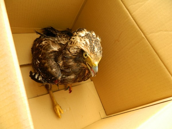 新店大冠鹫右翅溅血 林务人员带回救护将野放