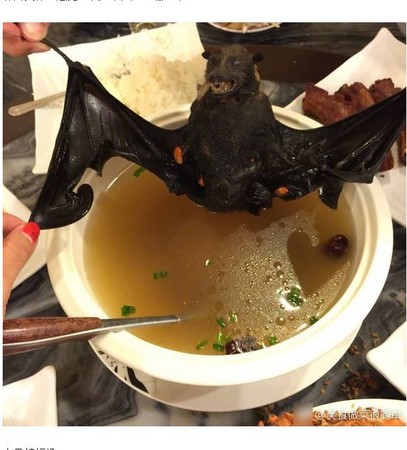 帛琉黑色美食「水果蝙蝠汤 蝙蝠狰狞露牙死得太冤了