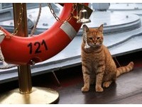 俄國水手貓！首度隨北海艦隊赴敘利亞作戰　專責抓老鼠