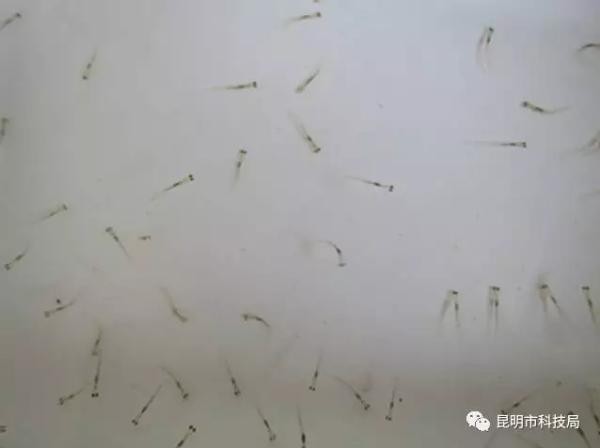 昆明滇池特有珍稀濒危银白鱼 成功人工繁殖3万
