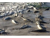 繼生蠔、螃蟹…澳洲野生鮭魚也氾濫成災　大陸網友看了好心疼