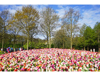 到荷蘭當花仙子！　庫肯霍夫公園鬱金香造景超壯觀