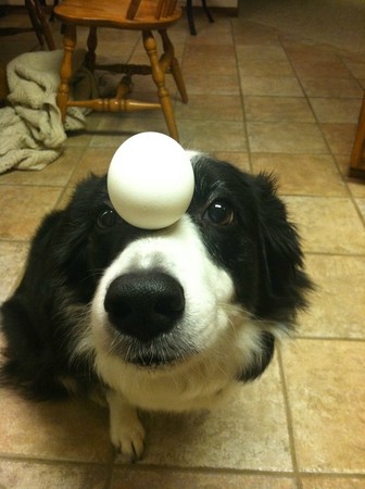 「最有耐心的狗」超厉害!鸡蛋、橘子都能稳稳