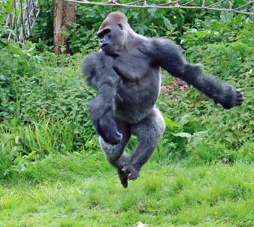 英国大猩猩kionda面对游客竟跳芭蕾舞 轻盈舞姿爆红