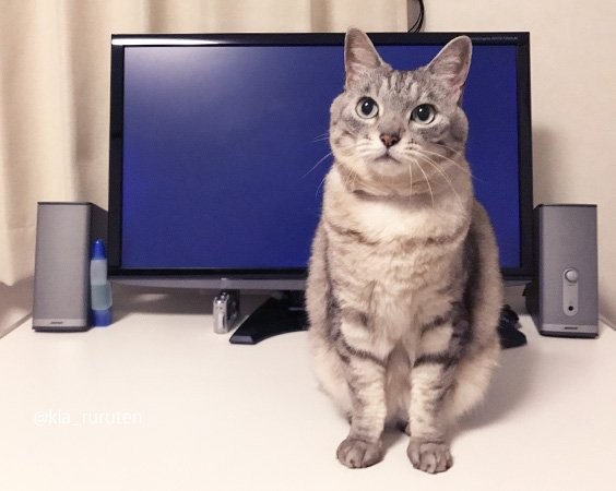 比木马病毒更会破坏电脑!「猫猫勒索」让用户