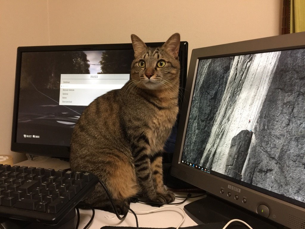 比木马病毒更会破坏电脑!「猫猫勒索」让用户