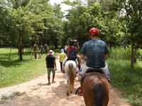 騎白馬飽覽柬埔寨風光　穿越林間感受純樸柬式生活味