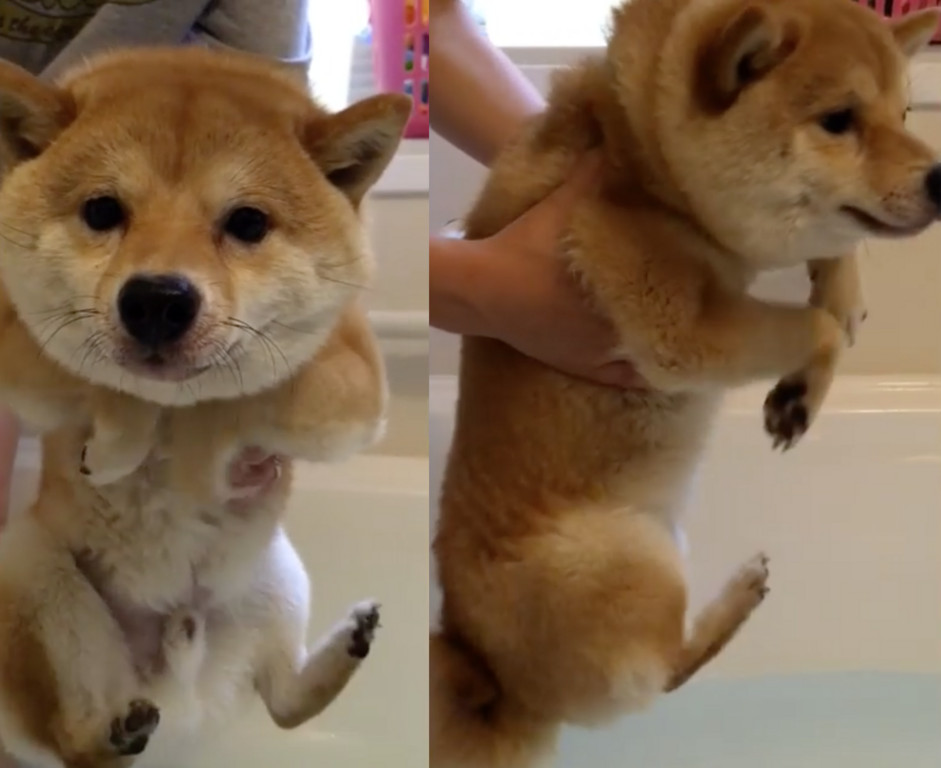 还没碰到水,柴犬却已经开始游泳.(图/翻摄自mamechiyo728 ig)