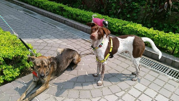 太会尿!米克斯撒出水亮小恐龙 张嘴抬头浮现厕