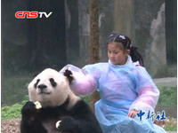 好幸運！紅毛猩猩抽籤　8歲重慶女孩幫貓熊做早餐