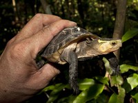 食蟹獴也受惠！　翡翠水庫設立亞洲首座食蛇龜保護區