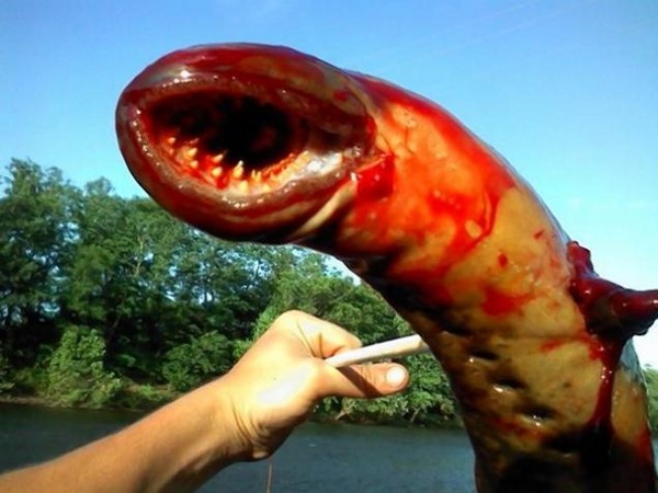 从它厚嘴唇周围锯齿状的牙齿,认为这是一条体形很大的海生七鳃鳗(sea