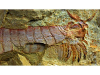邪神「克蘇魯」5億年前真實存在　現代龍蝦的祖先