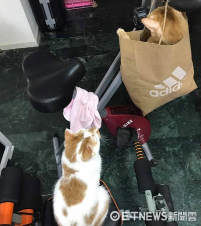 卡進紙袋裡的喵弟弟。（圖／網友蔡青蓉提供，請勿隨意翻拍，以免侵權。）