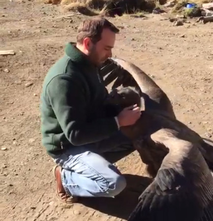 阿根廷一隻禿鷹遇到救命恩人，張開翅膀大大的擁抱。（圖／翻攝自Nestor David臉書）