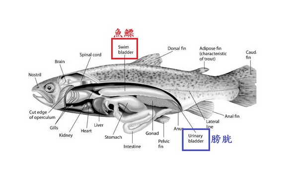 鱼的身体构造.(图/翻摄自biology.stackexchange.com)