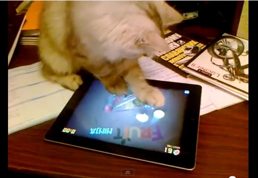 猫咪玩忍者切水果游戏 「百烈猫掌」效果十分
