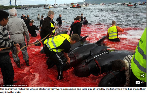 ▲▼法羅群島捕鯨，大海染成血紅。（圖／翻攝自每日郵報）