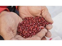 萬丹紅豆嚴重滯銷！　22萬人瘋傳農會「緊急求救」短片