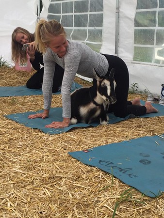 美国山羊瑜珈.(图/翻摄自goat yoga)