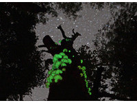昏暗樹林中的螢光綠　「綠光磨菇」月夜茸點綴夜色
