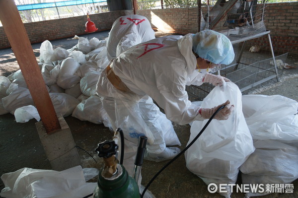 ▲台南市柳營區一養鵝場，確診感染H5N2亞型高病原性禽流感，動保處已執行撲殺處置2135隻鵝隻。（圖／記者林悅翻攝）