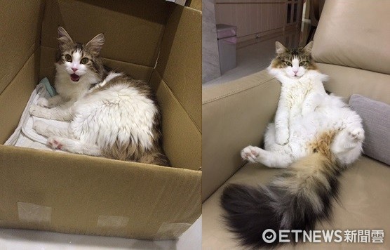 ▲貓咪棉花糖剃毛逃跑失蹤。(圖/飼主提供)