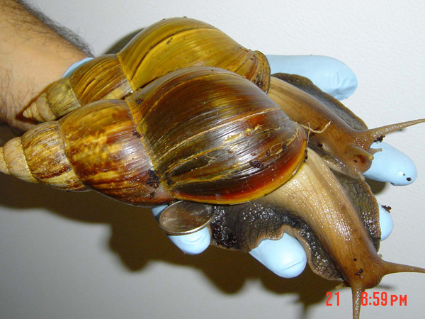 非洲大蜗牛giant african snail(图/达志影像/美联社)