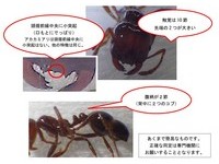 紅火蟻搭貨櫃侵日　首度發現「蟻后」恐已大量繁殖大阪港