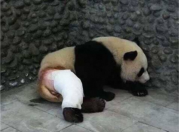 原来是打群架骨折被剃毛