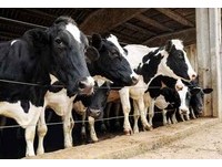 卡達遭外交封鎖　空運4000頭乳牛維持30%市場需求