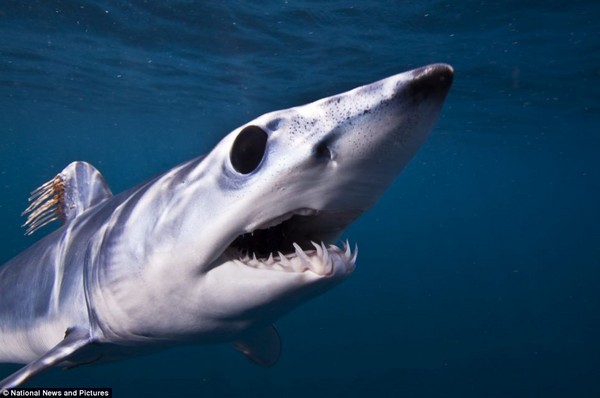 【影】直击「史上最丑陋鲨鱼」 最快最致命