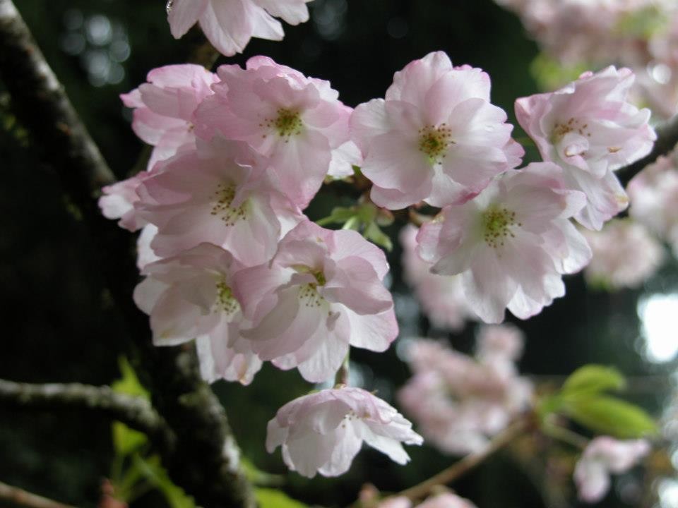 属重瓣樱花的五所樱,白里带紫红纹(图/阿里山花季粉丝团