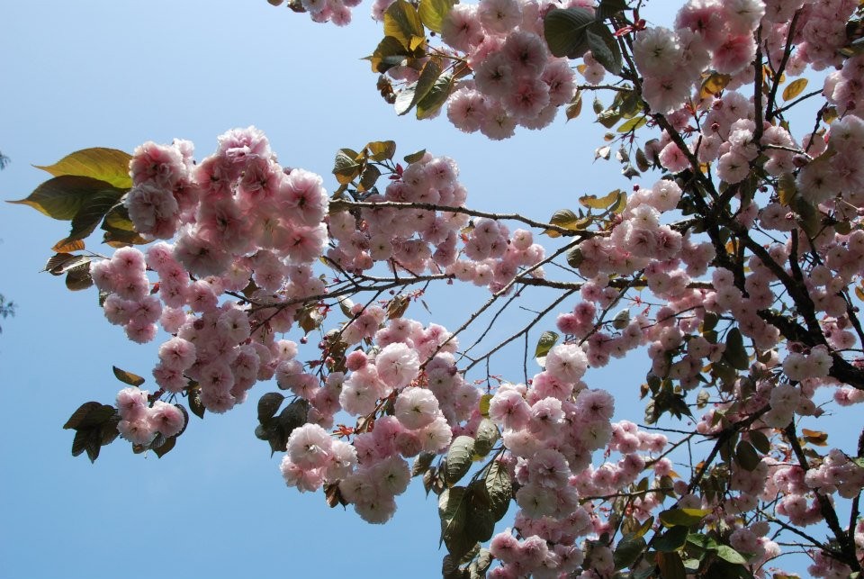 花瓣数最多的普贤象樱,有如棉花糖般结成球.(图/阿里山花季粉丝团