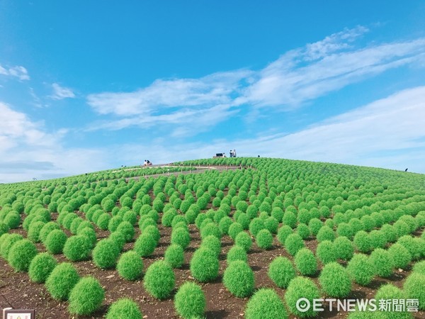 茨城县的国立常陆海滨公园拥有大片粉蝶花及扫帚草丘原,每年花季都