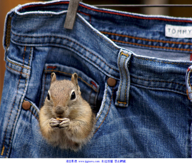 女摄影师脱下牛仔裤 招待松鼠与花栗鼠吃坚果