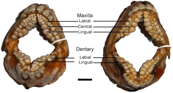 ▼「羊鲷」牙齿完整结构,门牙后方还有三排像臼齿一样的大牙.