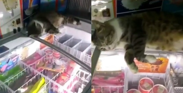 貓躺在冰棒櫃。（圖／翻攝自Purrtacular臉書）