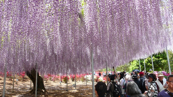 足利花卉公园紫藤花.(图/足利花卉公园提供)