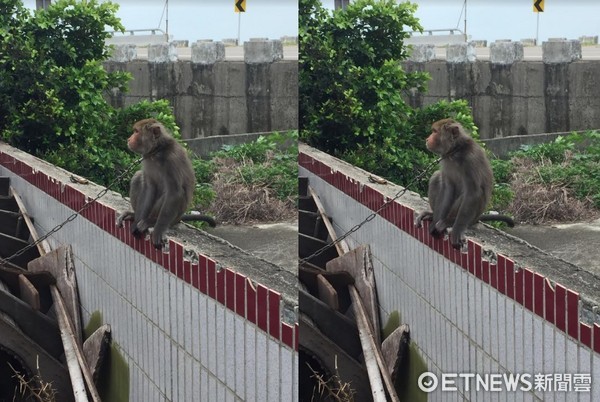 ▲台灣獼猴遭鐵鍊圈住當寵物，民眾看不下去檢舉。 （圖／保安警察第七總隊第五大隊提供提供）