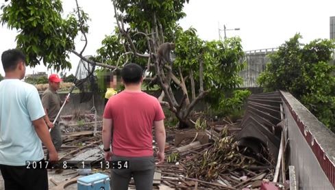 ▲台灣獼猴遭鐵鍊圈住當寵物，民眾看不下去檢舉。 （圖／保安警察第七總隊第五大隊提供提供）