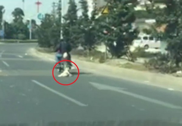 ▲▼廣東省揭陽市兩名男子騎一台機車拖著狗。（圖／翻攝自梨視頻）