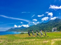 海稻一色！花蓮私房景點新社梯田　台11線上的浪漫稻海