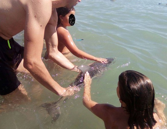 ▲ 海豚寶寶出現在西班牙知名度假海灘，被數百名遊客團團圍住，在動保團體Equinac獲報趕到現場後，海豚寶寶早已不幸身亡。（圖／翻攝自Facebook／asociacionequinac.org）
