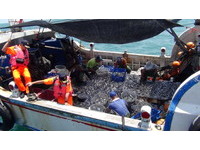 大陸籍漁工淡水外海非法捕撈　警帶回8人最高開罰30萬