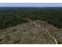 比丹麥國土還大！為採金礦　巴西廢「亞馬遜保護區」恐釀浩劫