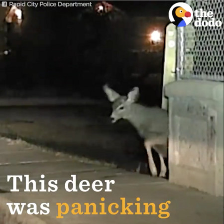 警察巡邏驚見鹿卡牆(圖/翻攝自粉絲專頁The Dodo)